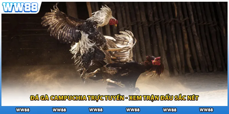 Đá Gà Campuchia Trực Tuyến - Xem Trận Đấu Sắc Nét