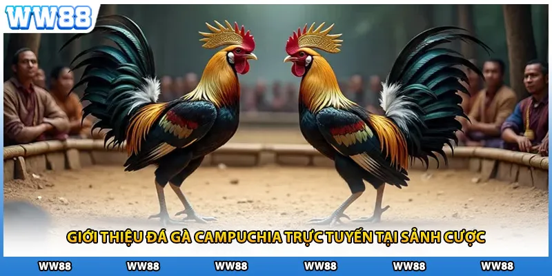 Giới thiệu đá gà Campuchia trực tuyến tại sảnh cược