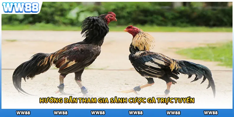 Hướng dẫn tham gia sảnh cược gà trực tuyến