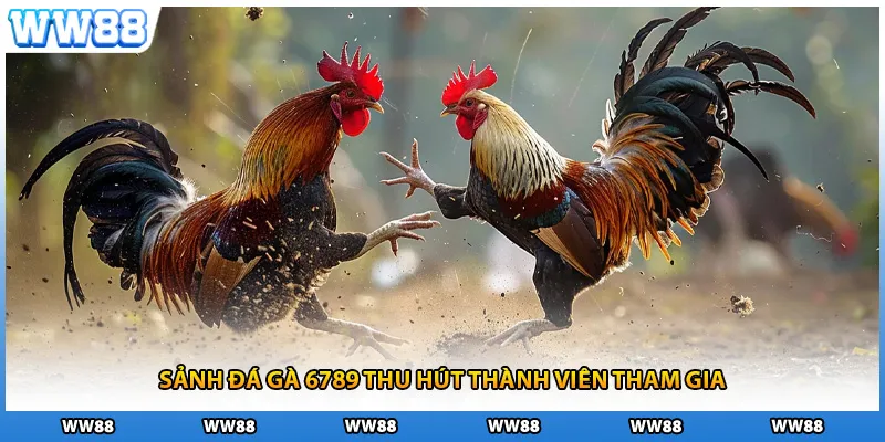 Sảnh đá gà 6789 thu hút thành viên tham gia